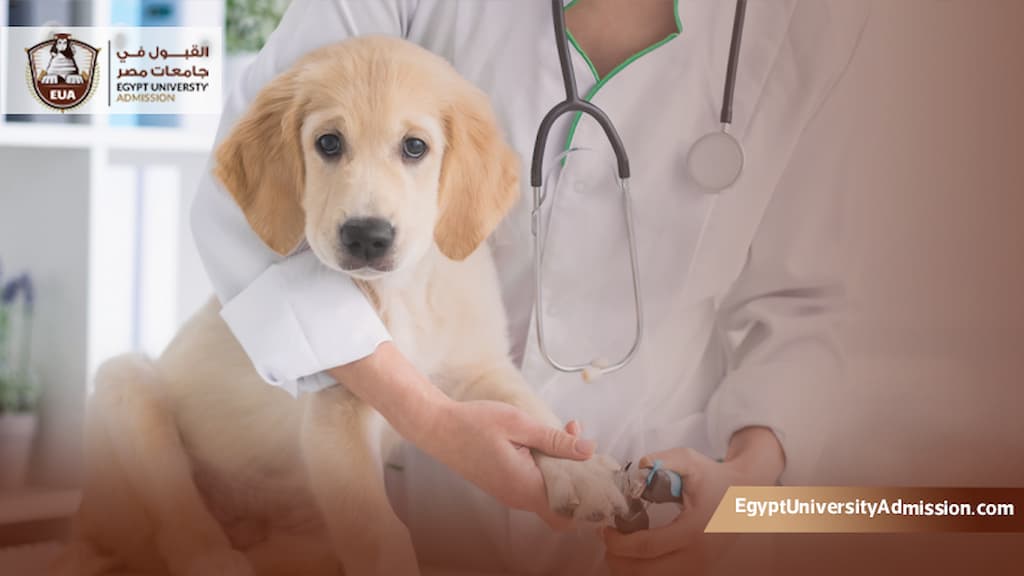 دراسة الطب البيطري في مصر