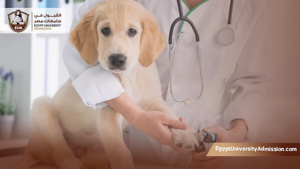 عدد سنوات دراسة الطب البيطري في مصر