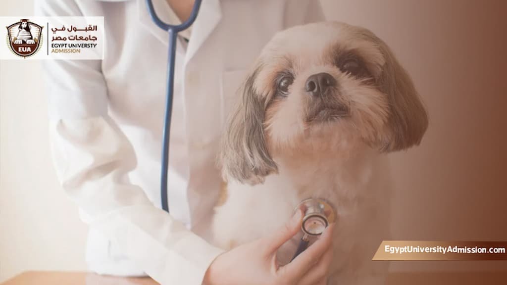 شروط القبول في كلية الطب البيطري في مصر للوافدين