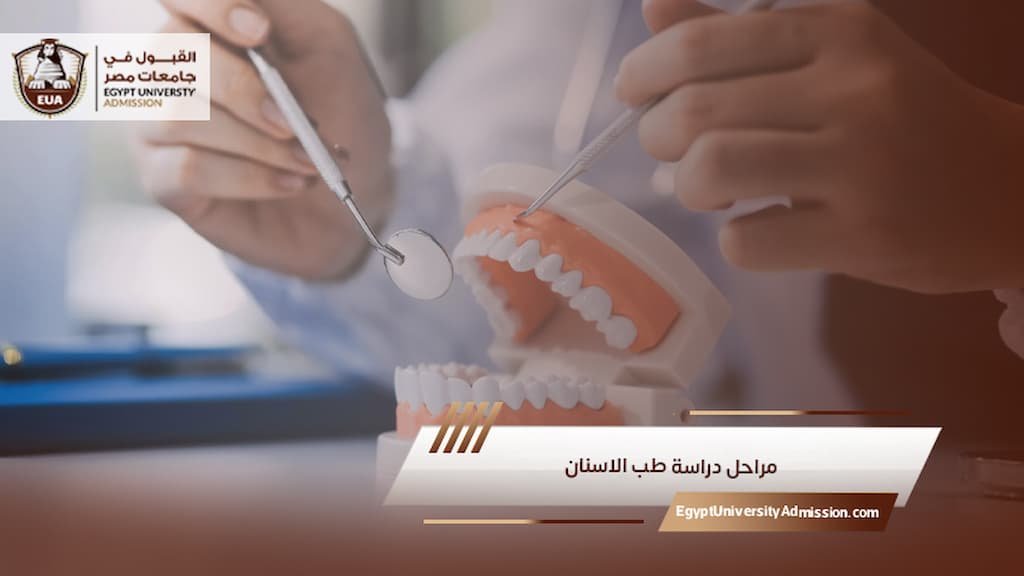 مراحل دراسة طب الاسنان