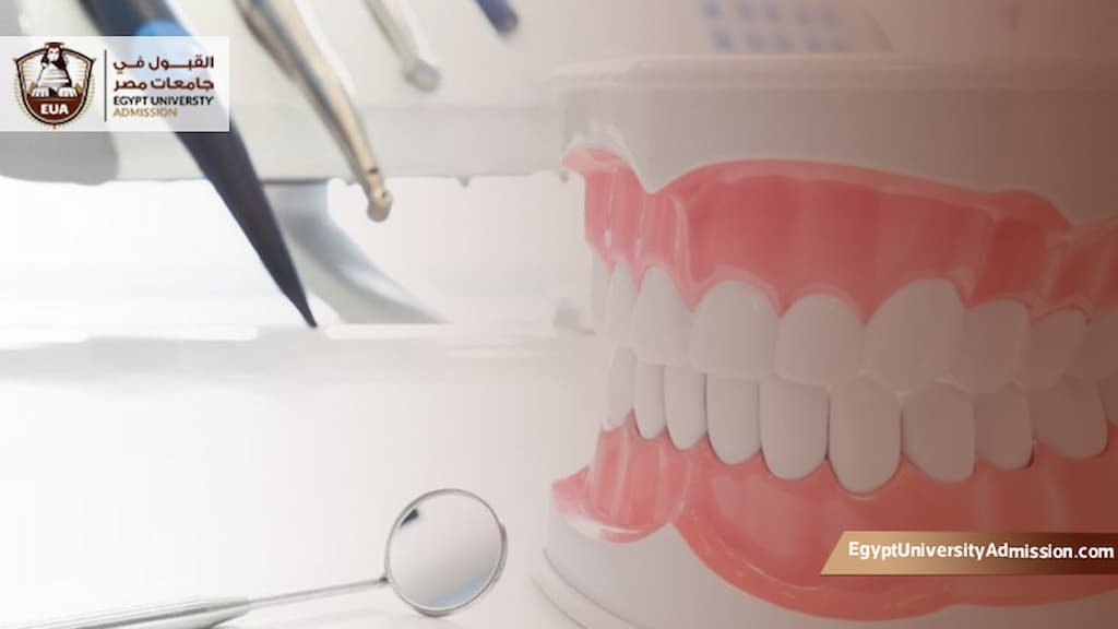 مراحل دراسة طب الاسنان