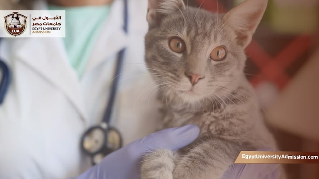 تكلفة دراسة الطب البيطري في مصر