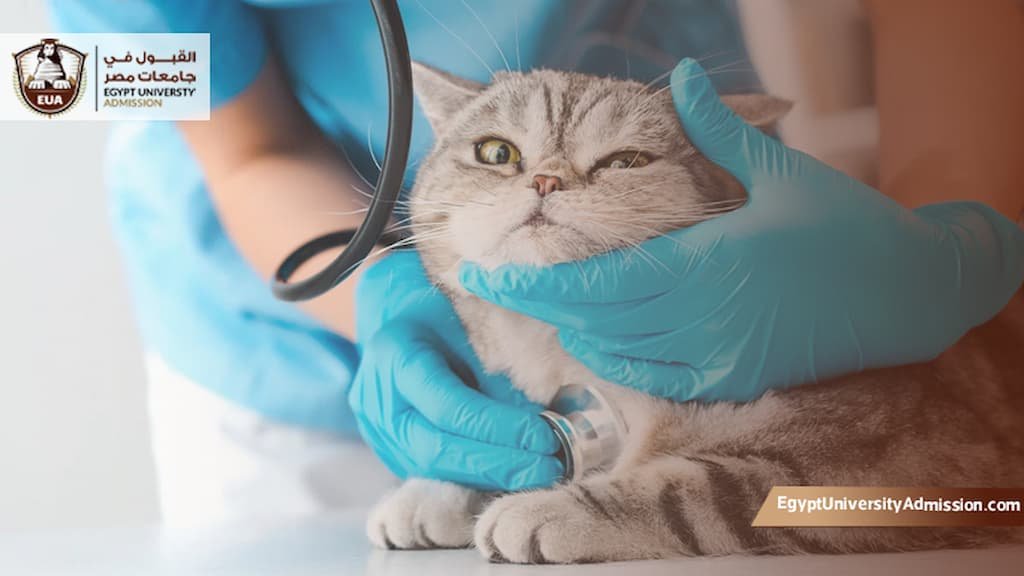 مصاريف طب بيطري جامعة الملك سلمان