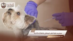 مصاريف كلية الطب البيطري جامعة إسكندرية