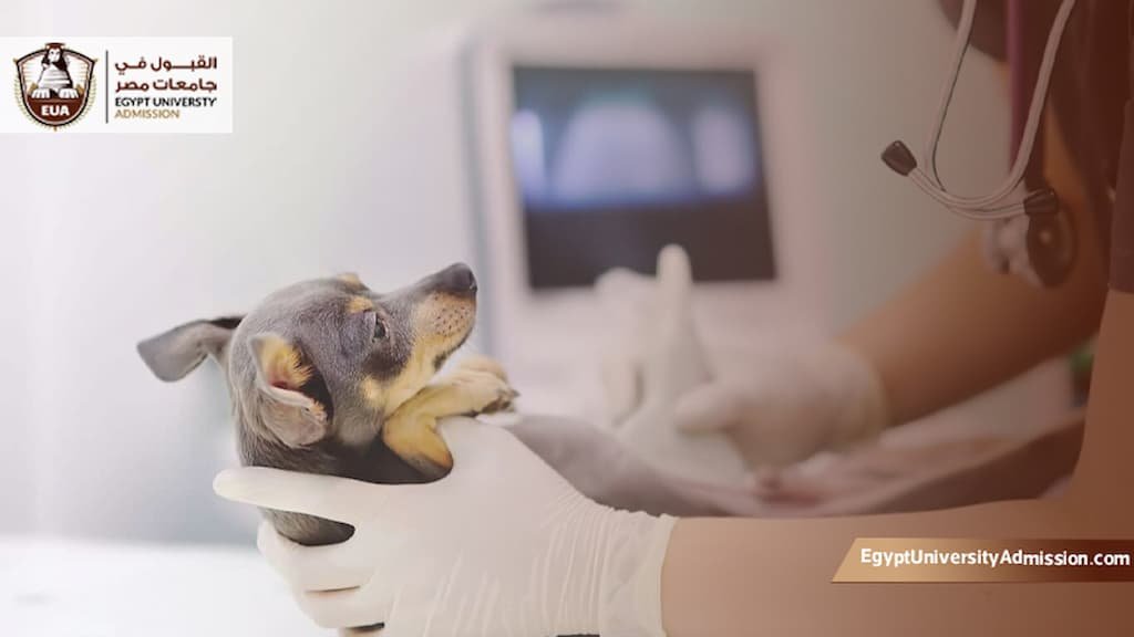 مصاريف كلية الطب البيطري جامعة إسكندرية
